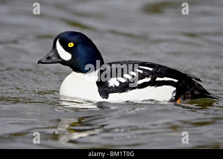 Männliche Barrow Goldeneye (Bucephala Islandica), Manning Provincial Park, Britisch-Kolumbien, Kanada, Nordamerika Stockfoto