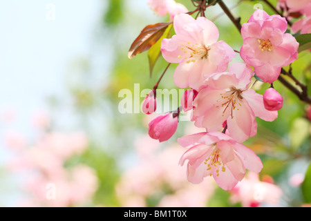 Frühlingsblume Stockfoto