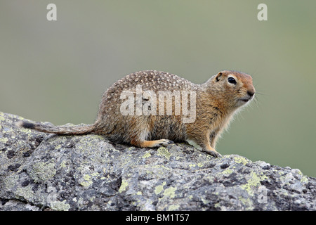 Arktischer Ziesel (Parka Eichhörnchen) (Citellus Parryi), Hatcher Pass, Alaska, Vereinigte Staaten von Amerika, Nordamerika Stockfoto