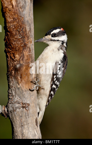 Männliche behaarte Specht (Picoides Villosus), Wasilla, Alaska, Vereinigte Staaten von Amerika, Nordamerika Stockfoto