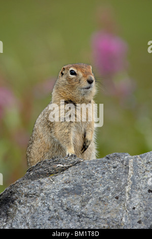 Arktischer Ziesel (Parka Eichhörnchen) (Citellus Parryi), Hatcher Pass, Alaska, Vereinigte Staaten von Amerika, Nordamerika Stockfoto