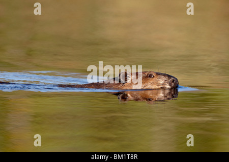 Biber (Castor Canadensis) schwimmen in einem Teich, Denali Highway, Alaska, Vereinigte Staaten von Amerika, Nordamerika Stockfoto