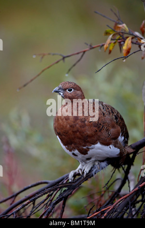 Weibliche Willow Ptarmigan (Lagopus Lagopus), Denali Nationalpark und Reservat, Alaska, Vereinigte Staaten von Amerika, Nordamerika Stockfoto