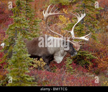 Bull Porcupine Caribou (Grant Caribou) (Rangifer Tarandus Granti), Denali National Park, Alaska, Vereinigte Staaten von Amerika Stockfoto