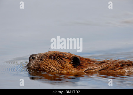 Biber (Castor Canadensis) schwimmen, Denali Nationalpark und Reservat, Alaska, Vereinigte Staaten von Amerika, Nordamerika Stockfoto