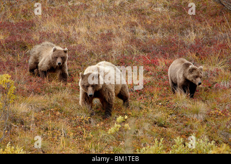 Grizzly Bär (Ursus Arctos Horribilis) mit zwei jährigen Jungen, Denali National Park, Alaska, Vereinigte Staaten von Amerika Stockfoto