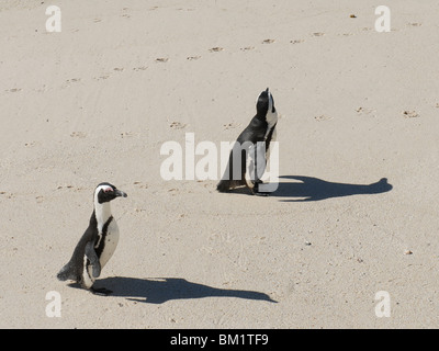 Zwei zu Fuß Pinguine Stockfoto