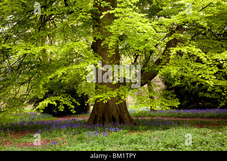 Bluebell Zeit Thorp Perrow Arboretum in der Nähe von Bedale, North Yorkshire Stockfoto