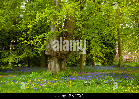 Bluebell Zeit Thorp Perrow Arboretum in der Nähe von Bedale, North Yorkshire Stockfoto