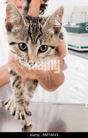 Jungen tragen eine Katze in einer Tierklinik Stockfoto