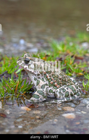 Europäische grüne Kröte (Bufo Viridis / Pseudepidalea Delegierter), Österreich Stockfoto