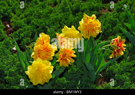 Eine Gruppe von gelben Frühling Tulpen mit roten Streifen, Tulipa monsella. Oklahoma, USA. Stockfoto