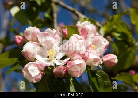 Großbritannien, England, Herefordshire, Putley Dragon Orchard, Cider Apfel Baum Blüte im Keim zu ersticken Stockfoto