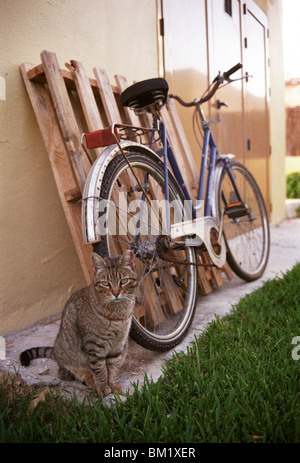 Katze saß mit einem Motorrad auf der Rückseite des Hauses auf Mallorca, die grüne Wiese. Stockfoto