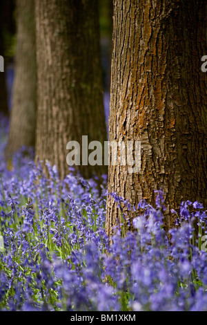 Bluebell Detail am Fuße der Bäume Stockfoto