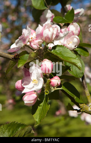 Großbritannien, England, Herefordshire, Putley Dragon Orchard, Cider Apfel Baum Blüte im Keim zu ersticken Stockfoto