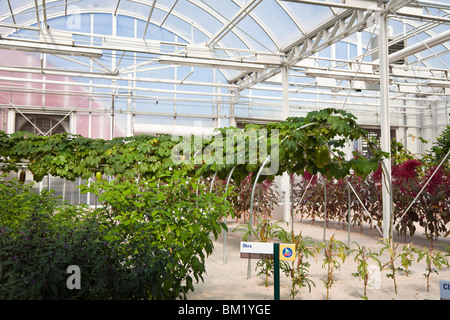 Kissimmee, FL - Jan 2009 - Okra und Auberginen wächst in der hydroponischen Garten-Ringelblume Anzeige in The Land Ausstellung im Epcot Center Stockfoto