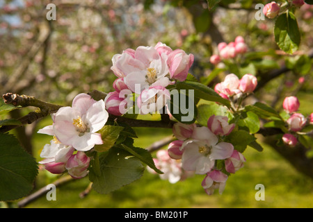 Großbritannien, England, Herefordshire, Putley Dragon Orchard, Zweig der Apfelwein Apfelbaum in Blüte Stockfoto