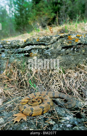 Östlichen Holz Klapperschlange Crotalus Horridus Südosten der USA Stockfoto