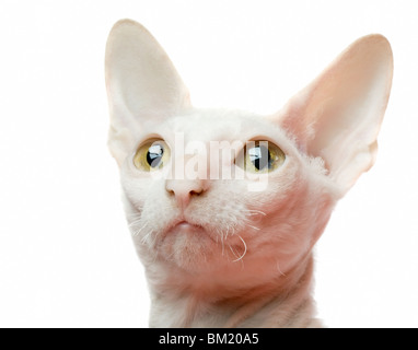 Leiter der weiße Katze isoliert auf weiss Stockfoto