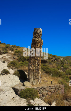 Versteinerten Baumstamm, der versteinerte Wald von Lesbos, Lesvos (Lesbos), Griechenland Stockfoto