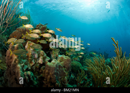 Smallmouth Grunt (Haemulon Chrysargyreum) schwimmen in einem wunderschönen tropischen Korallenriff in Bonaire, Niederländische Antillen. Stockfoto