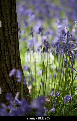 Bluebell Detail am Fuße des Baumes Stockfoto