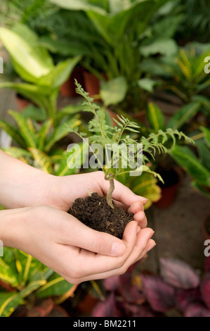 Frau hält ein Bäumchen in einem Gewächshaus Stockfoto