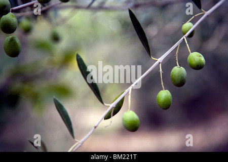 Oliven, Stadt Castaño del Robledo, Provinz Huelva, Andalusien, Spanien Stockfoto