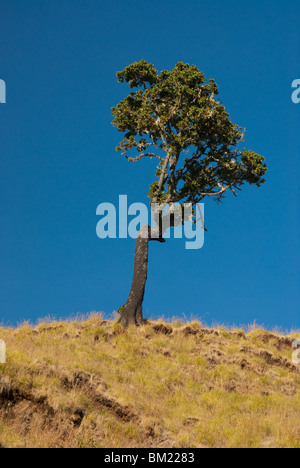 Baum auf blauen Himmelshintergrund Stockfoto