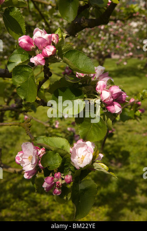 Großbritannien, England, Herefordshire, Putley Dragon Orchard, Zweig der Apfelwein Apfelbaum in Blüte Stockfoto