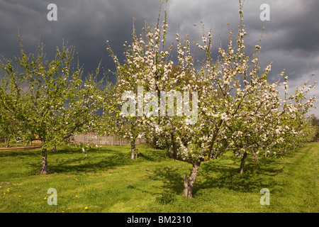 Großbritannien, England, Herefordshire, Putley, Dragon Orchard, Apfelwein Apfelbäume in Blüte Stockfoto