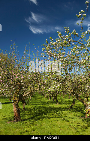 Großbritannien, England, Herefordshire, Putley Dragon Orchard, Apfelwein Apfelbäume in voller Blüte im Mai Stockfoto