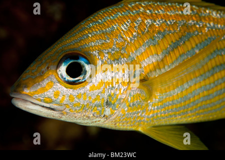 Französisch-Grunt (Haemulon Flavolineatum) an einem tropischen Korallenriff in Bonaire, Niederländische Antillen. Stockfoto