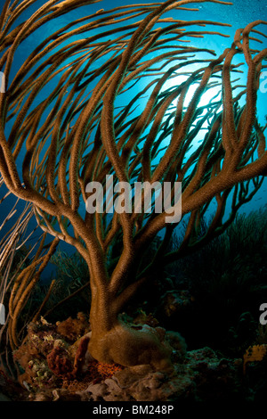 Meer-Ruten auf einer wunderschönen tropischen Riff in Bonaire, Niederländische Antillen mit der Sonne Strahlen durch das Wasser von hinten. Stockfoto