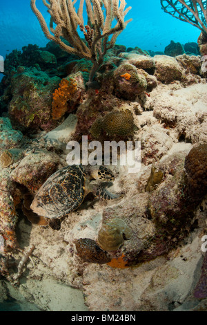 Atlantische Karettschildkröte (Eretmochelys Imbricata Imbricata) ernähren sich von einem tropischen Korallenriff in Bonaire, Niederländische Antillen. Stockfoto