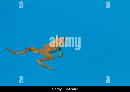 Seefrosch (außer Ridibundus) im Schwimmbad, Lesvos (Lesbos), Griechenland Stockfoto