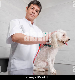 Tierarzt untersucht einen Hund auf einem Untersuchungstisch Stockfoto