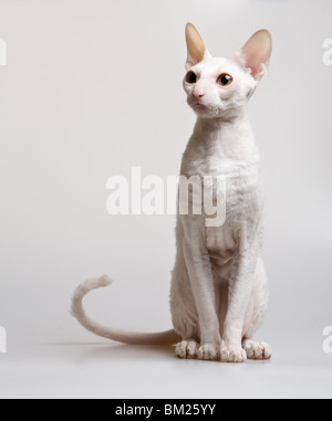 schöne weiße Katze cornish Rex Rasse sitzen auf weißem Hintergrund Stockfoto