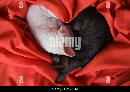 weiße und schwarze Cornisch Rex Kätzchen schlafen in Form von Herzen auf roter Seide Stockfoto