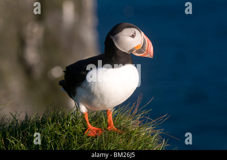 Papageitaucher (Fratercula Arctica), Latrabjarg, Westfjorde, Island, Polarregionen Stockfoto