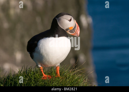 Papageitaucher (Fratercula Arctica) auf Klippen von Latrabjarg, Westfjorde, Island, Polarregionen Stockfoto