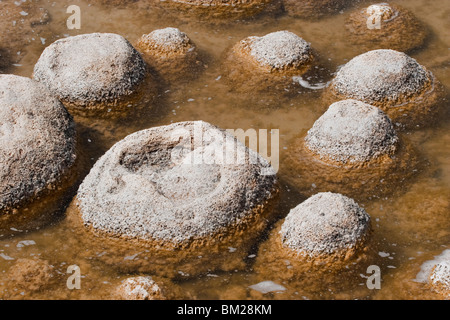 Thrombolites, eine Variey von Microbialite oder Fels, Western Australia, Mandurah, Yalgorup National Park, Lake Clifton Stockfoto