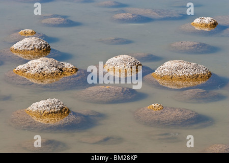 Thrombolites, eine Variey von Microbialite oder Fels, Western Australia, Mandurah, Yalgorup National Park, Lake Clifton Stockfoto