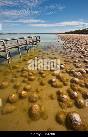 Thrombolites, eine Variey von Microbialite oder Fels, Western Australia, Mandurah, Yalgorup National Park, Lake Clifton Stockfoto