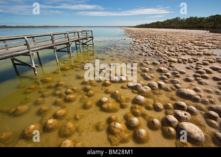 Thrombolites, eine Variey von Microbialite oder Fels, Western Australia, Mandurah, Yalgorup National Park, Lake Clifton Stockfoto