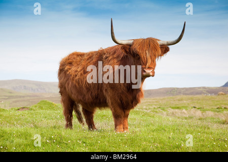 Hochlandrinder, Isle Of Skye, Schottland, UK Stockfoto