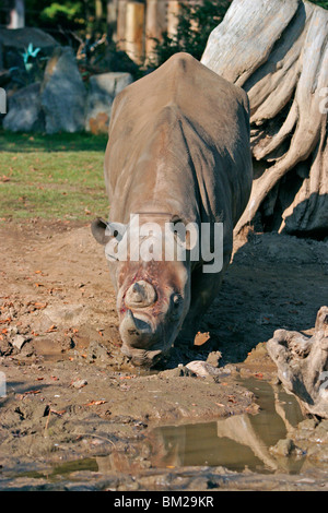 Trinkendes Wildhunden / trinken Rhino Stockfoto