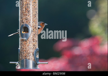 Fringilla Coelebs. Männlichen Buchfinken Fütterung auf ein Futterhäuschen für Vögel Samen Stockfoto