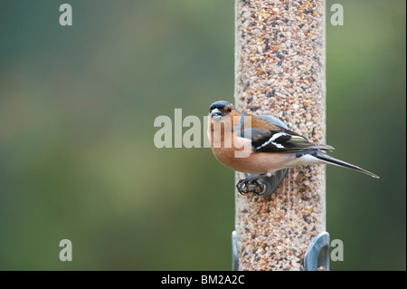 Fringilla Coelebs. Männlichen Buchfinken Fütterung auf ein Futterhäuschen für Vögel Samen Stockfoto